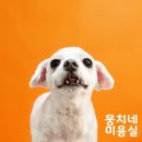 애니네 반려견 미용실 이미지