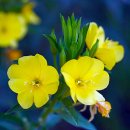 들국화목장 이미지