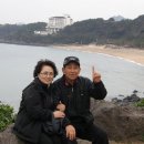 제주 돌고래 이미지