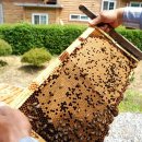 허니농장 이미지