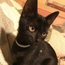 누렁이도 찰스로 이미지