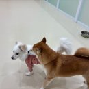 안타는 쓰레기가 아닙니다.
