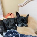 구자동 동물병원 이미지