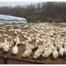 유황오리 이미지