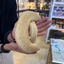 동화책읽GO 만들GO | < 제파 > 제주 구좌읍 파충류 체험 카페🦎, 제주 구좌읍 가볼 만한 곳, 파충류 체험 카페 추천