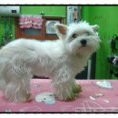 애니펫살롱 이미지