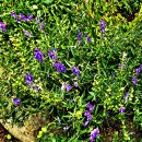 꿀풀과의 여러해살이꽃 황금(黃芩 Scutellaria baicalensis) 이미지