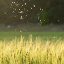 작은 곤충 깔따구 화석에서 보여지는 설계 이미지