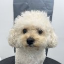 멍그라미 이발소 이미지