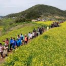 완도 청산도 슬로걷기 축제 성황…2주 만에 3만여 명 다녀가 이미지