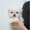 부산 강아지분양 도로시펫 이미지