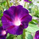 부용농장 이미지