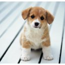 25시종합동물병원 이미지