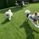 백현Se동물병원 | 🐾 용인 동백동 반려동물 병원·산책로 총정리 (2025 최신 ver.)