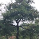 조형주유소 이미지