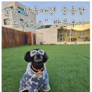 운동장마트 | [울산_울주] 울산 단독 애견운동장 루나오스 방문 후기