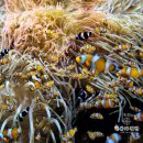 부유네 | 🇲🇨세계에서 가장 부유한 나라, 모나코 솔직 후기 (밥값이 비싸서 샌드위치 먹고 온 나라)