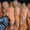 겨울 노지 당근 + 퍽퍽한 미니 밤호박 꾸러미 판매중~ 이미지