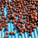 향촌농장 이미지