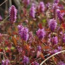 블랙스톤 이미지