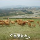 억대축산 이미지