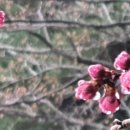청림사