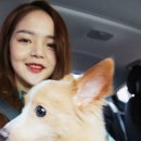 호도별 이미지