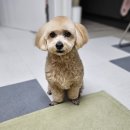 포유동물병원 이미지