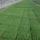 송배농장 이미지