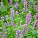 방아농장 이미지