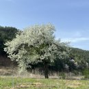 자등 5리 이미지