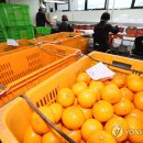 신선과일 연합뉴스