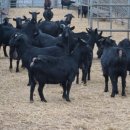 장씨농장 이미지