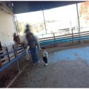 BK승마랜드 이미지