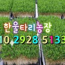 신일인삼