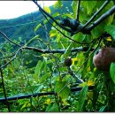 금남목장 이미지