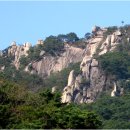 능선 소나무 숲 이미지