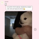 마조르댕 이미지