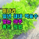 미나리 이미지