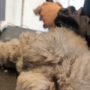 멍탕멍컷 이미지