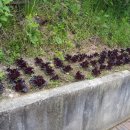 김명옥 펜션 이미지