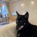 퍼피얌 그루밍 | 테일러퍼피 진주점 미용후기｜시바견 벤츠