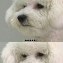 브이비비 이미지