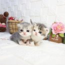 홈브리딩 이미지