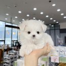 딜리버리멀티샵 이미지