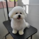 동행펫살롱 이미지