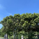 오설록 교차로 이미지