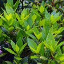 월계수(Laurel tree) 이미지
