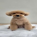 애니원애견미용 이미지