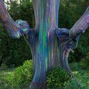 무지개 유칼리 나무 (Rainbow Eucalyptus) 이미지